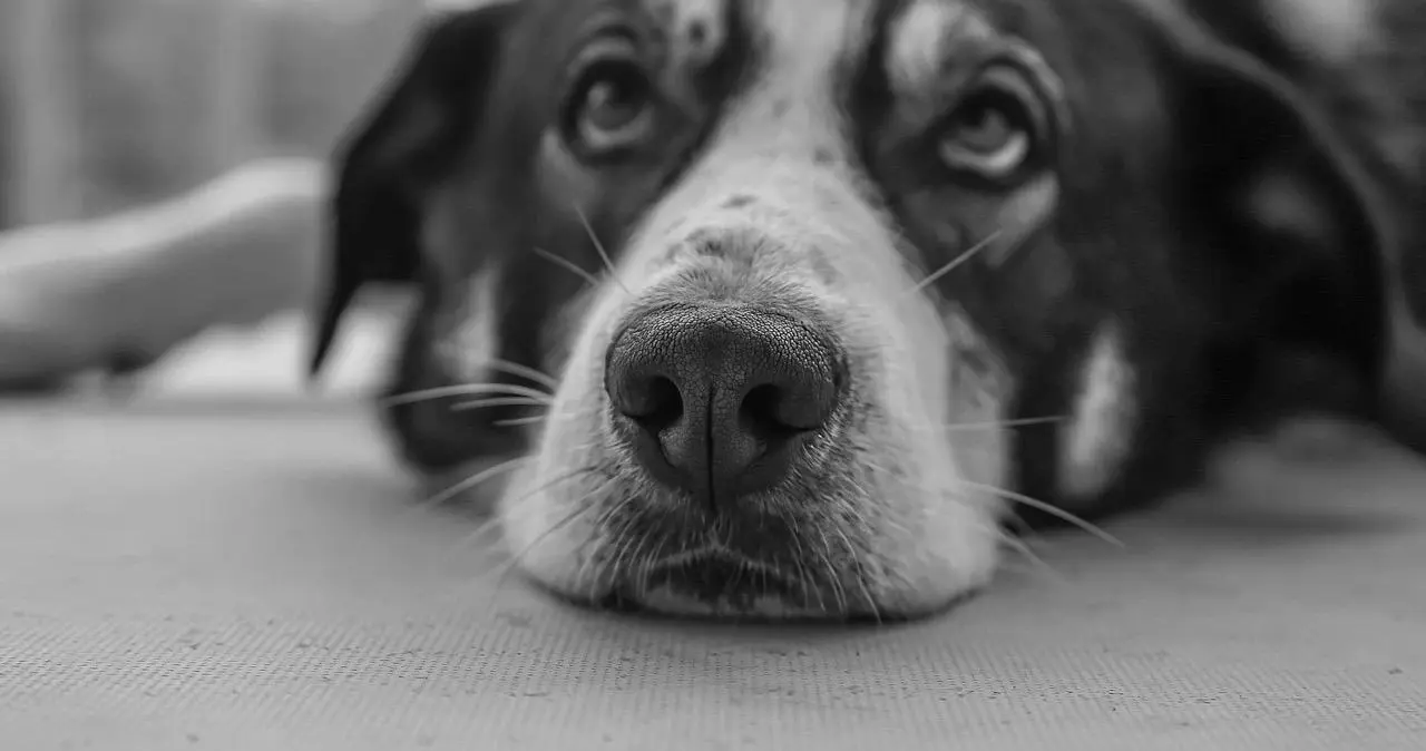 西檬之家字母圈新人的入圈指南,你准备好了吗? 一